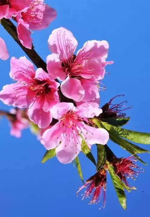 邢西三月:桃花仙境,如烟似霞美不胜收 邢西三月,桃花盛开,美如仙境!