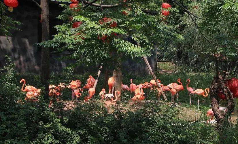 这里不仅是湖南省唯一一家国家级森林动物园,更是萌宠们的天堂!