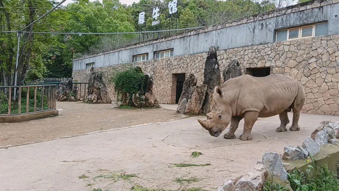这里不仅是湖南省唯一一家国家级森林动物园,更是萌宠们的天堂!