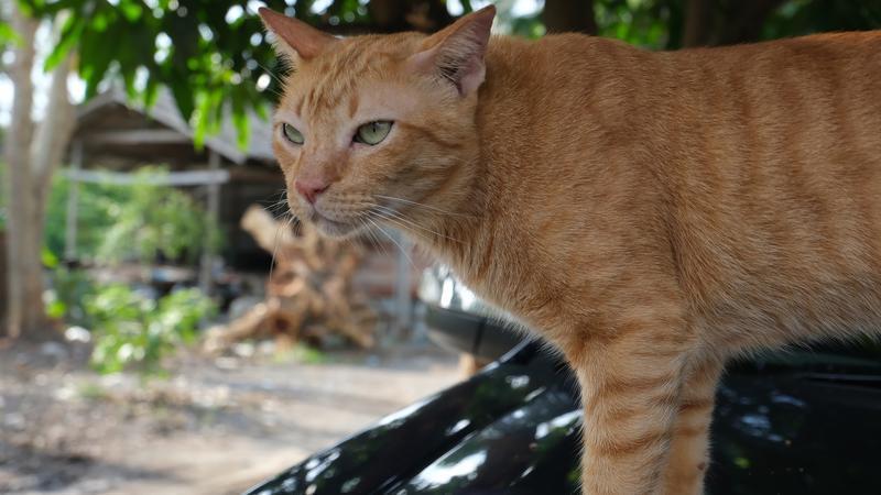 澳大利亚野猫威胁本土动物