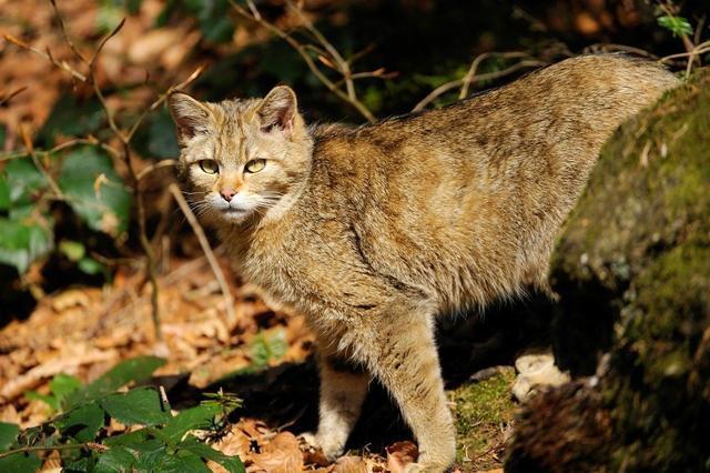澳大利亚野猫泛滥,每年猎杀数十亿动物,政府环保组织联手应对
