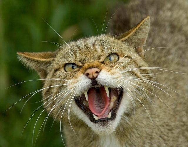 澳大利亚猫患致本土动物灭绝