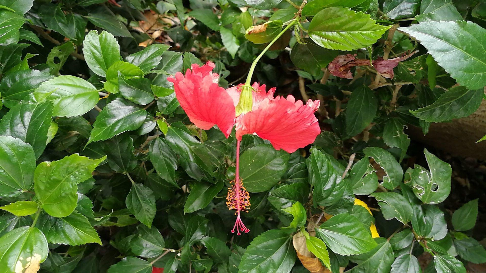 大自然野生花朵图片