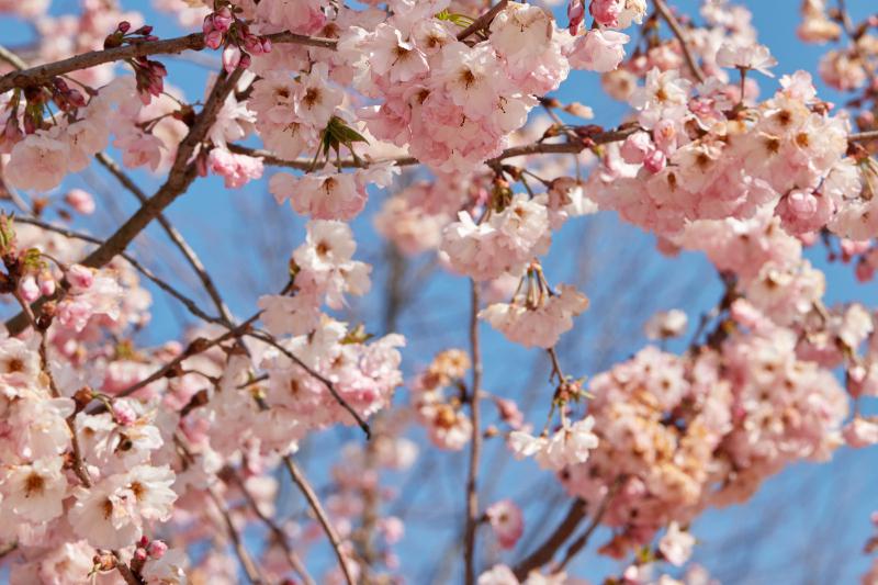 长春伊通河樱花岛图片图片