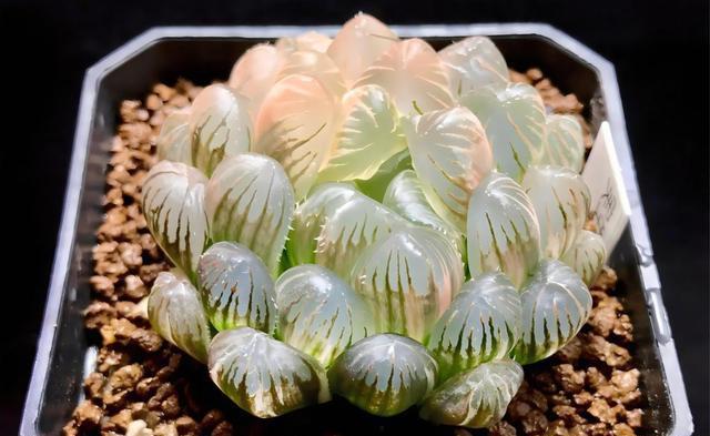 冰透玉露多肉:科属及生态特性揭秘 多肉植物因其独特的外形和生长习性