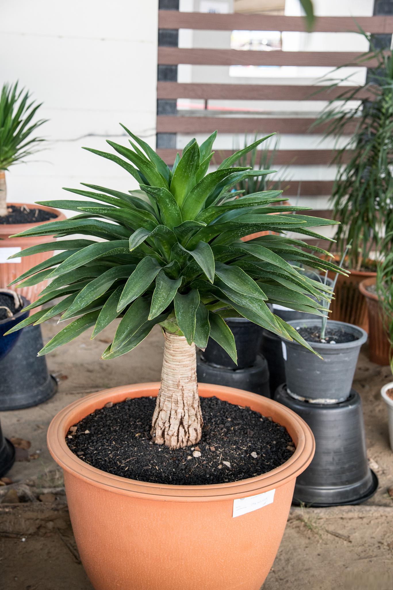 巴西的特色植物图片