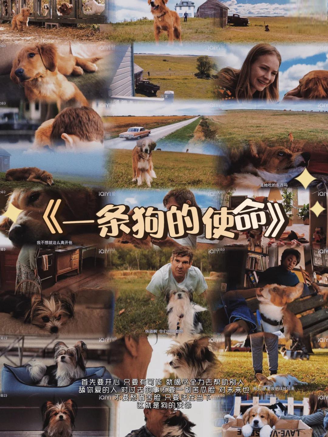 陪伴的长情与美好 电影《一条狗的使命》以一只狗狗的多次转世为纤鼢