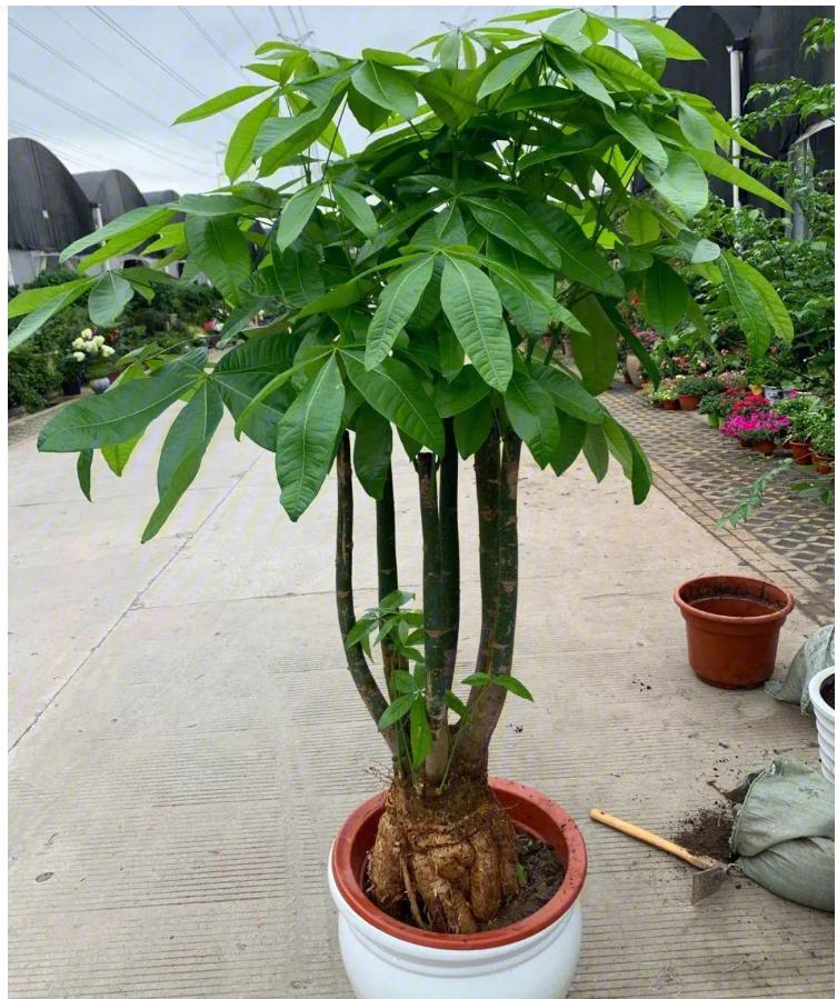 发财树是一种常见的绿植,但是你知道吗?它其实有五大养护秘密.