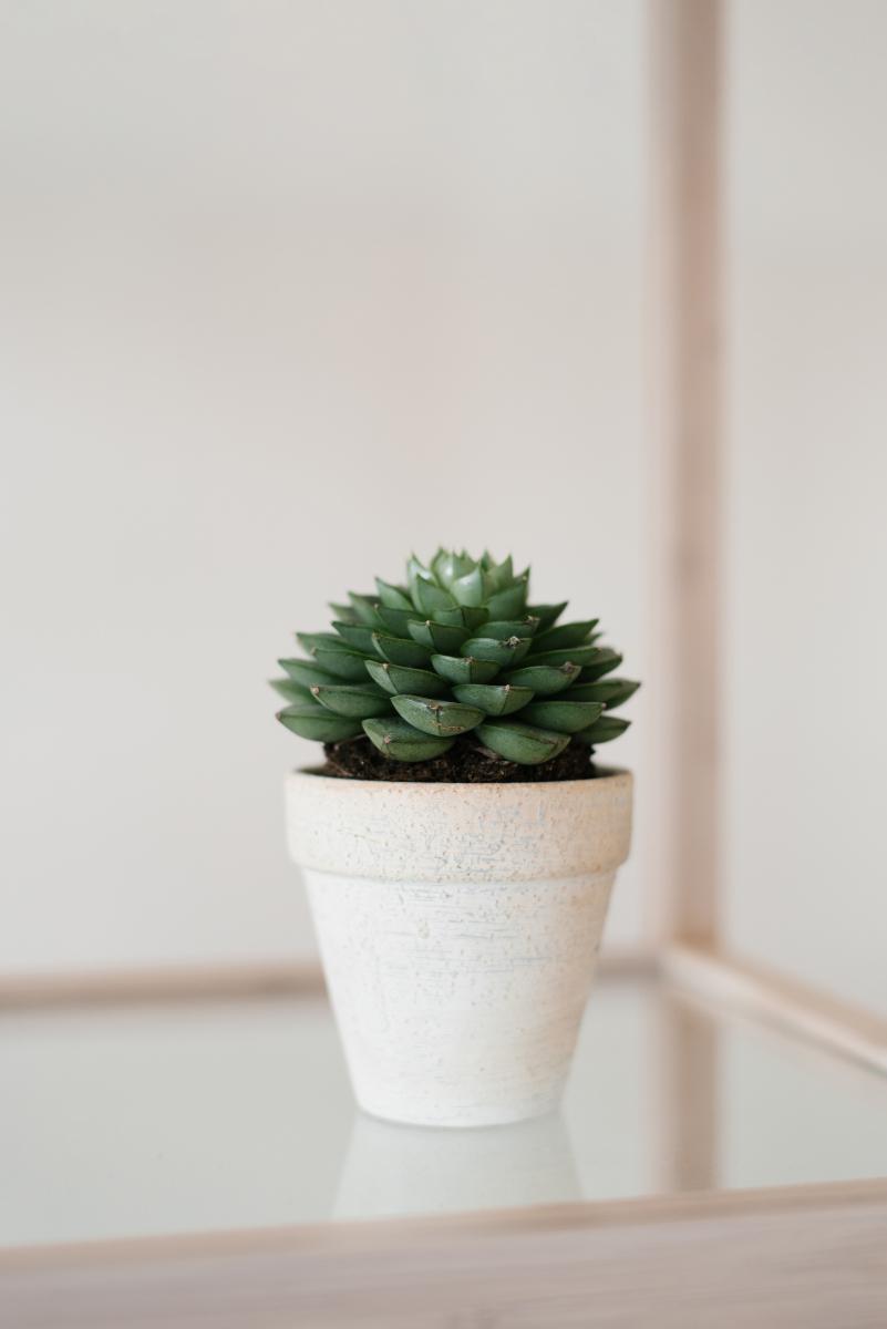 盆栽植物养护小技巧 在繁忙的都市生活中