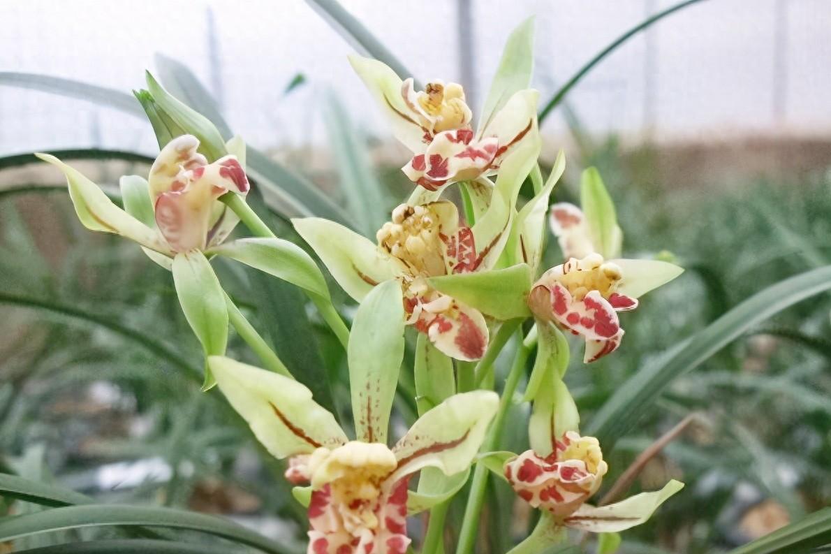 梨山狮王:兰花界的"传家宝" 在繁花似锦的中国,每个人心中都有一朵