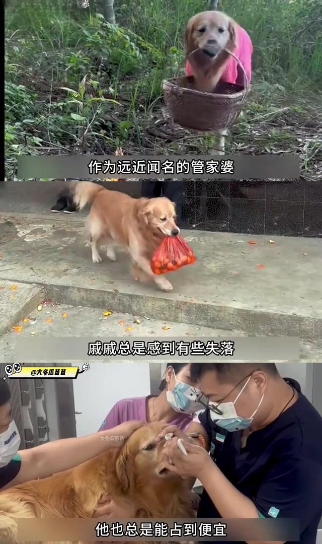 金毛七七,网络上的节俭达人,每天散步不忘顺回些物品.