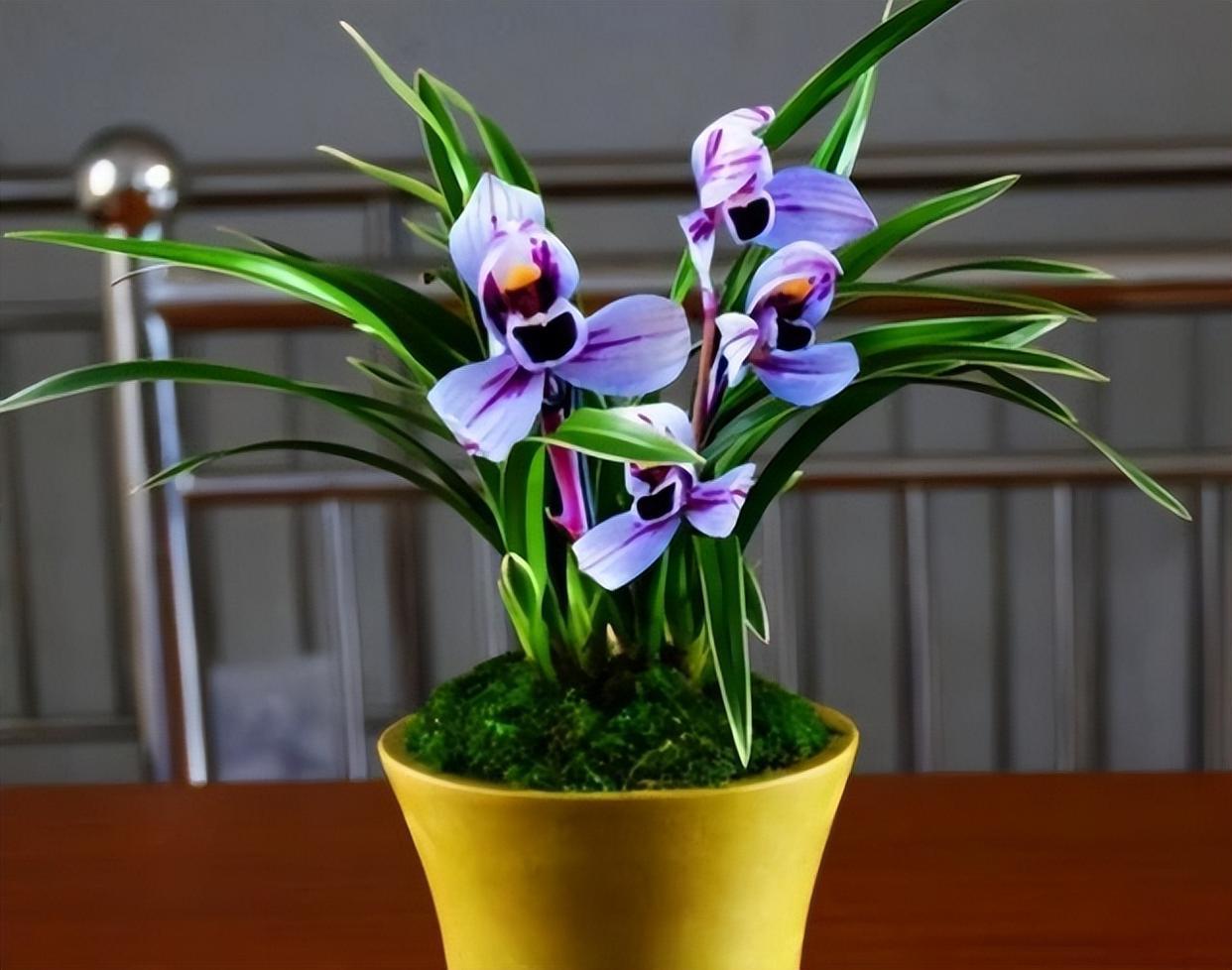 紫月荷:兰花界的神秘美人 兰花一直是最受欢迎和喜爱的花卉之一.