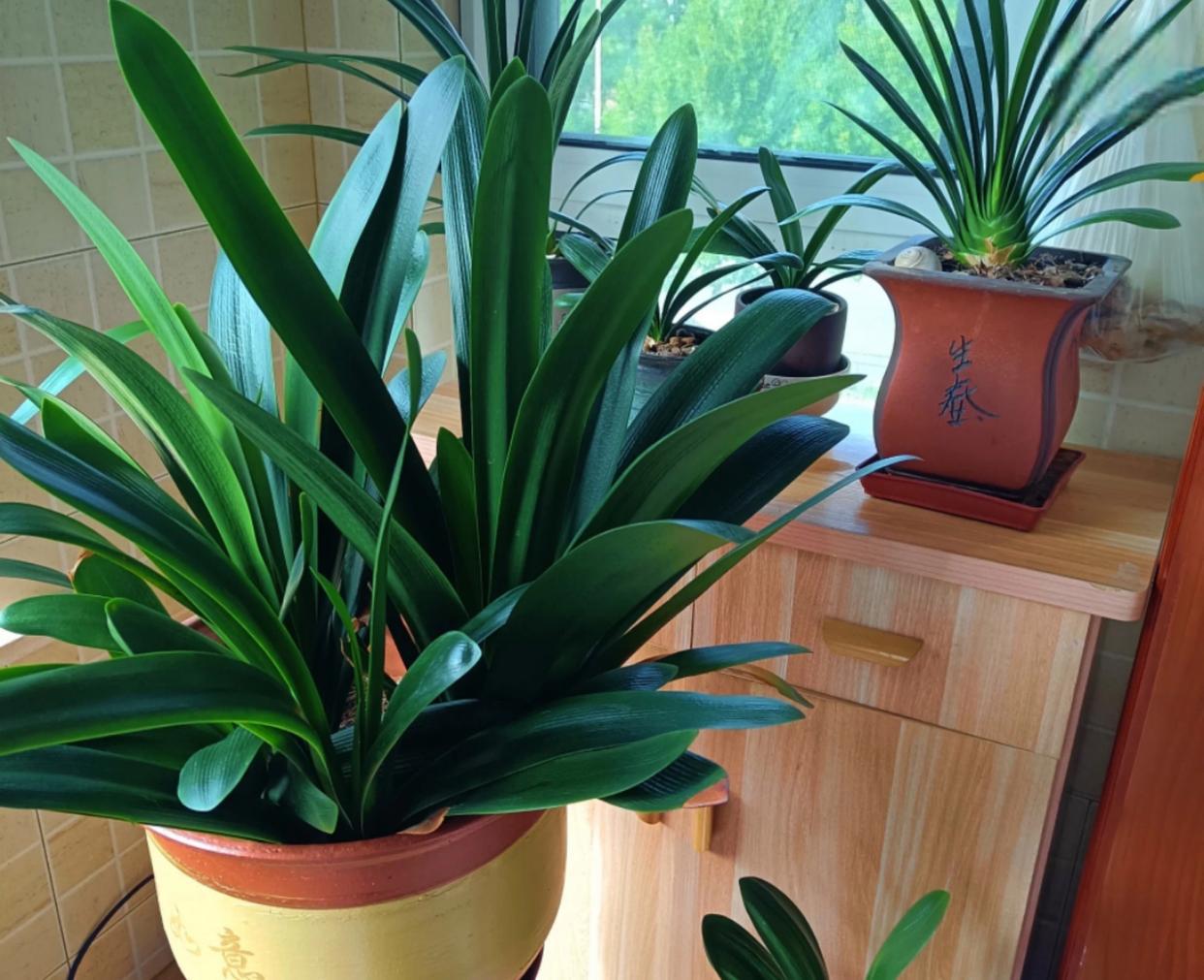 君子兰养护秘籍 君子兰是植物界的"大小姐",虽然开花不易,但她的高贵