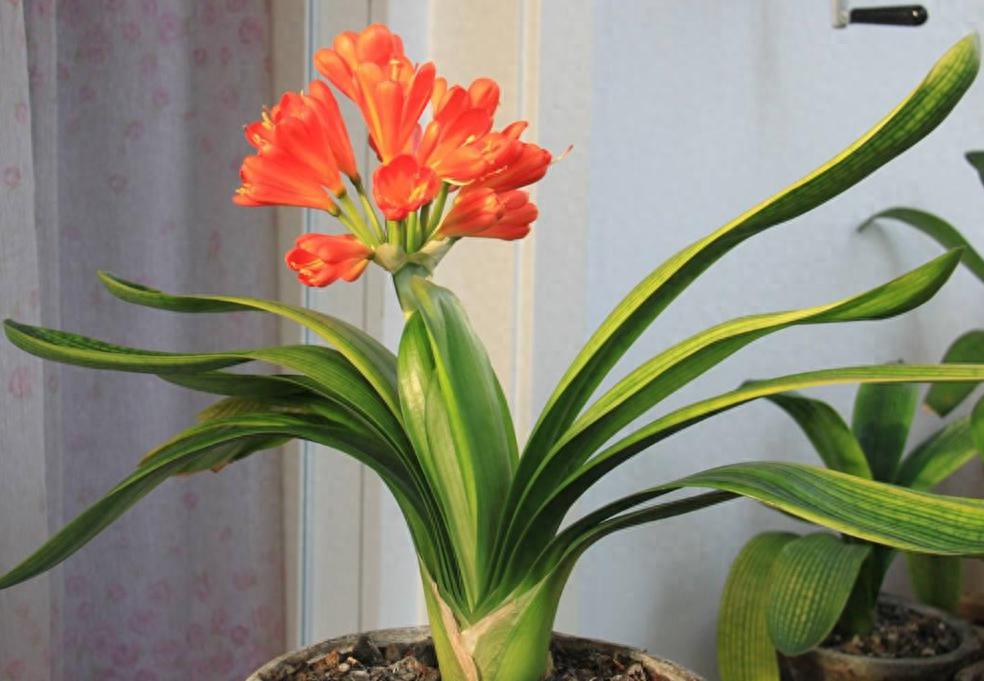 五个秘籍,轻松养出翠绿茂盛的君子兰 春天是君子兰绽放的季节,也是