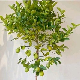 响岭花卉城