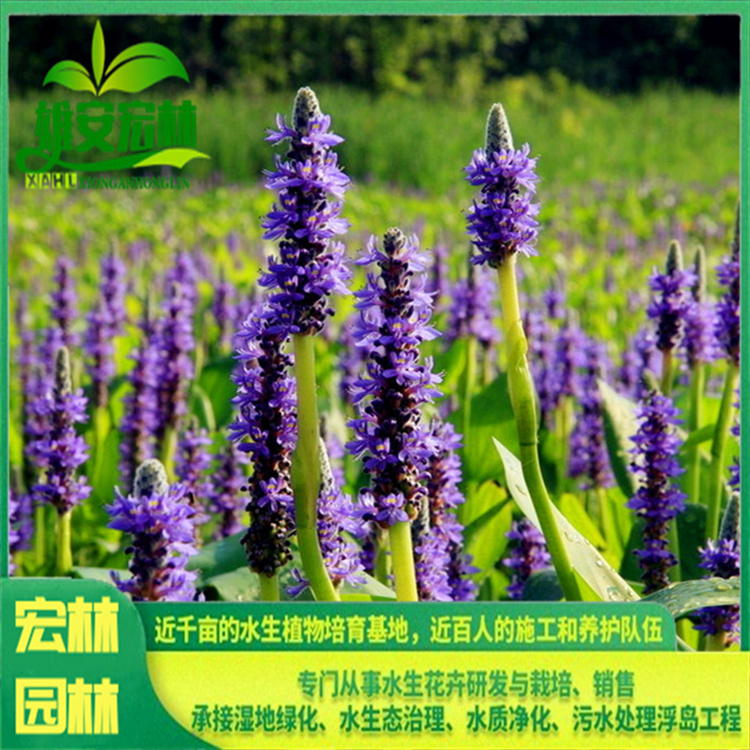 梭鱼草 出售 宏林园林 挺水观赏草 河道湿地湖边浅水区域种植 