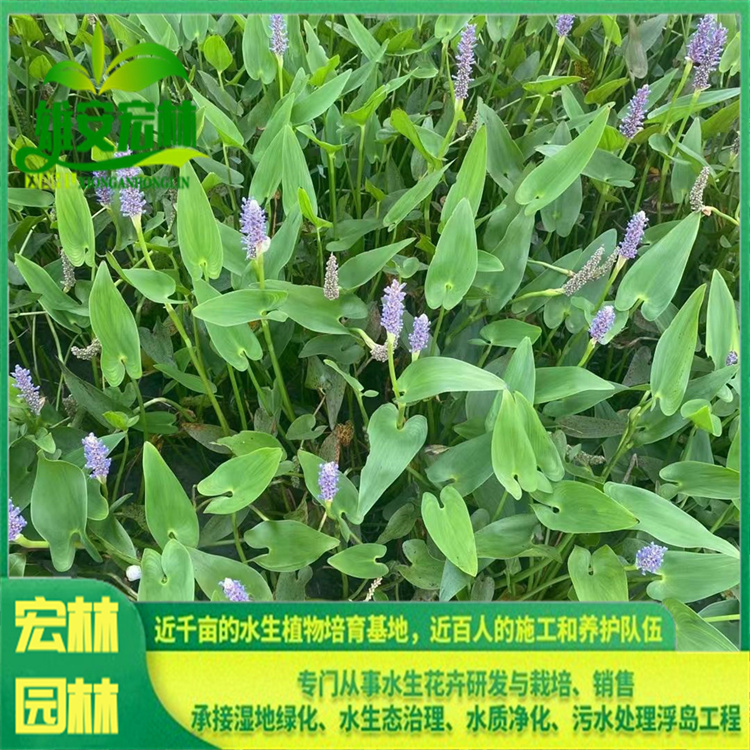 梭鱼草 出售 宏林园林 挺水观赏草 河道湿地湖边浅水区域种植 