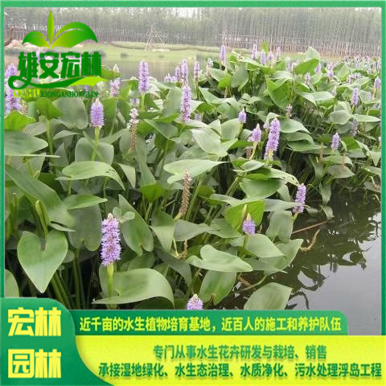 梭鱼草 出售 宏林园林 挺水观赏草 河道湿地湖边浅水区域种植 