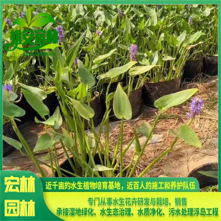 梭鱼草 出售 宏林园林 挺水观赏草 河道湿地湖边浅水区域种植 