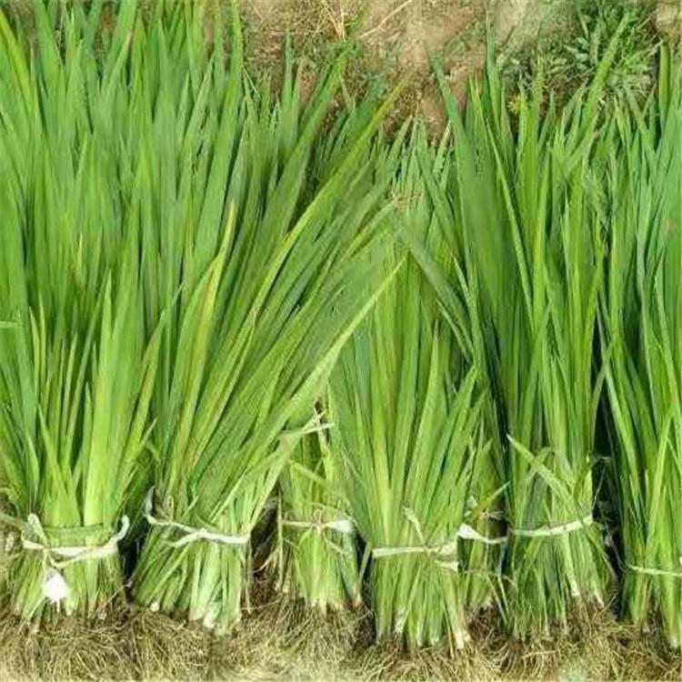 挺水植物的肥料需求如何