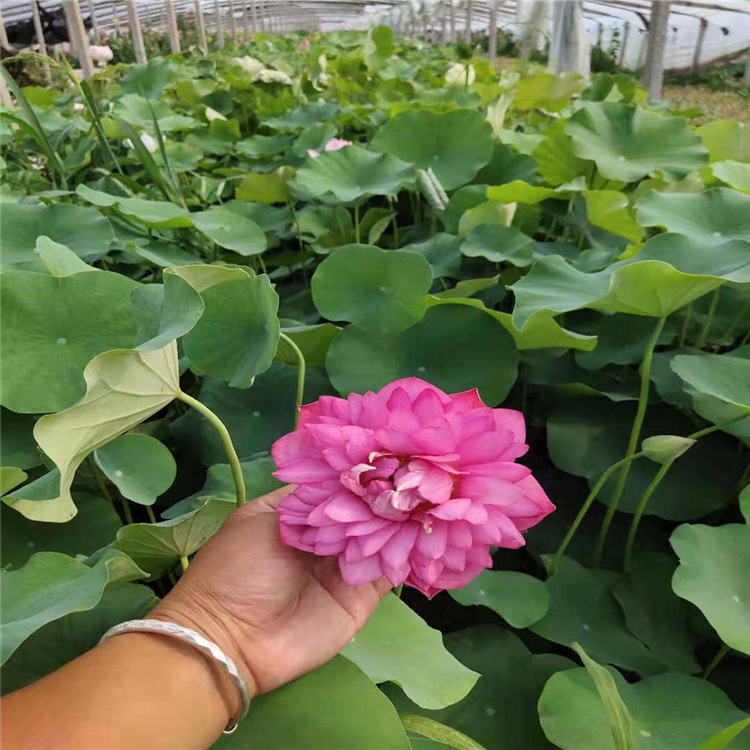 荷花苗批发的库存管理