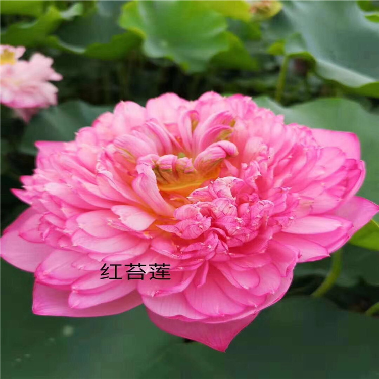 荷花苗基地花后遮阳