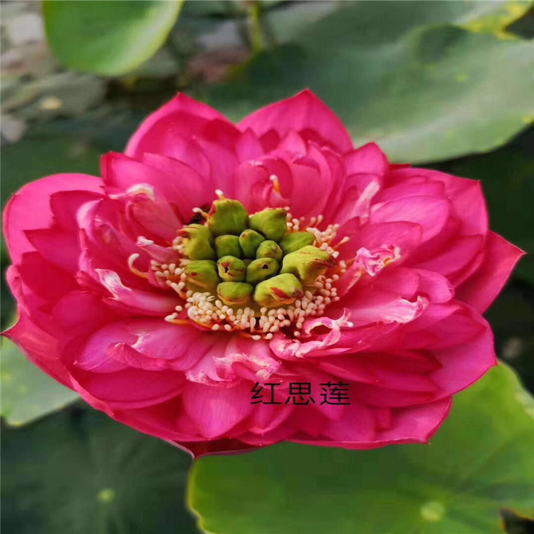 荷花种苗的种子发芽后使用