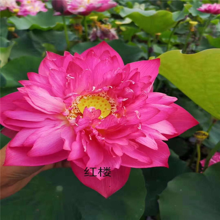 观赏荷花种苗耐寒能力