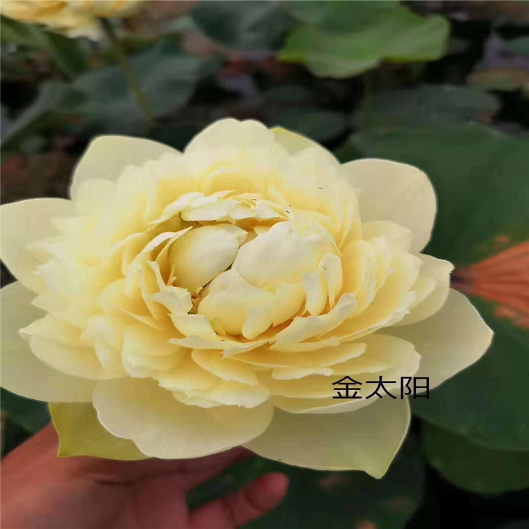 观赏荷花苗的耐酸能力
