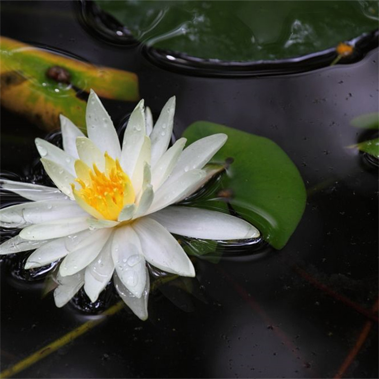 睡莲种苗的光照需求