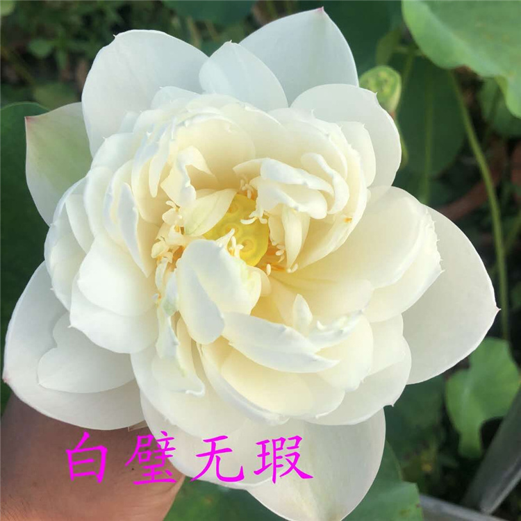 莲藕种苗的种植季节是什么