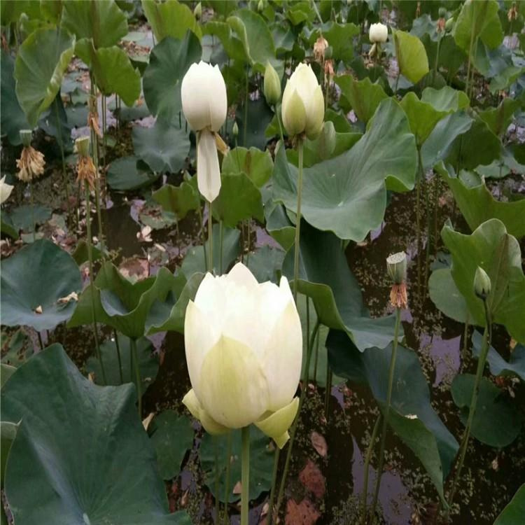 荷花种苗的灌溉系统设计