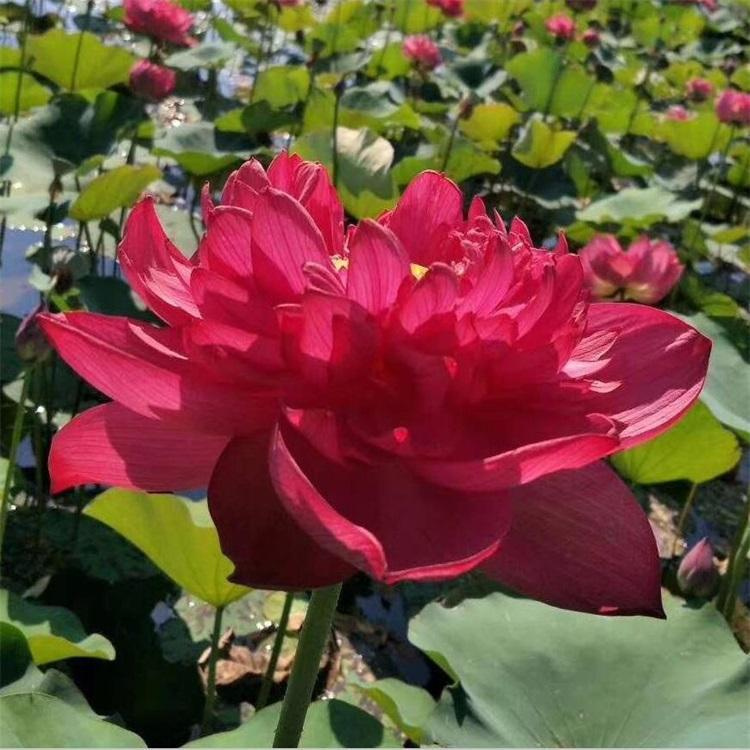 莲藕种苗的种植成功案例
