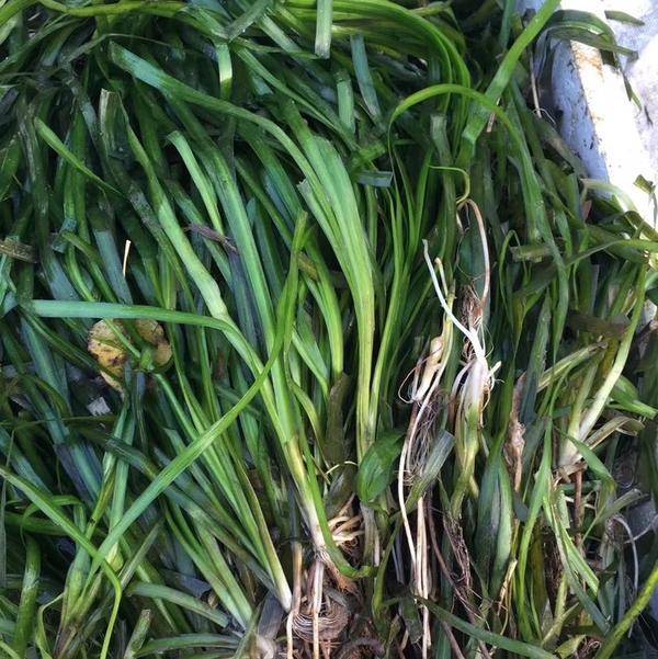 沉水植物的pH值适应范围