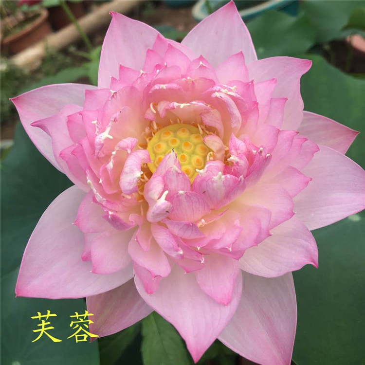 观赏荷花种苗的修剪方法