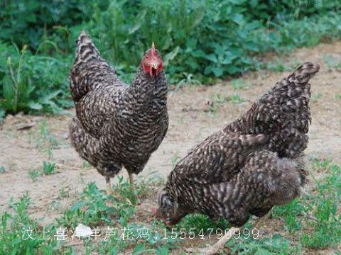 孵化雞苗質量好,量大,汶上蘆花雞和五黑高產的綠殼蛋雞品種齊全.