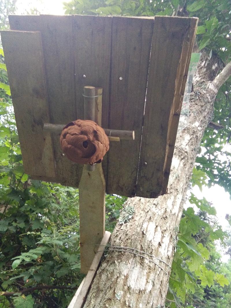 去你的,一窝胡蜂三仟要多少有多少,让你挣两万七,上二十需包送到家
