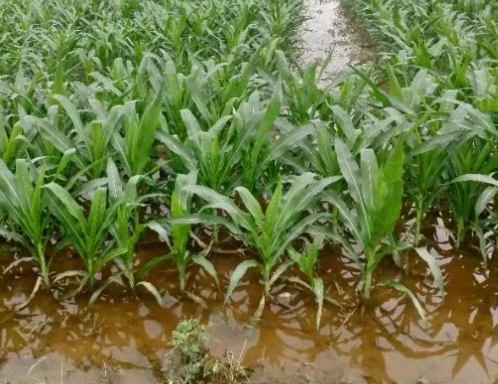 “天下粮仓”河南雨灾，是否带来粮食涨价？