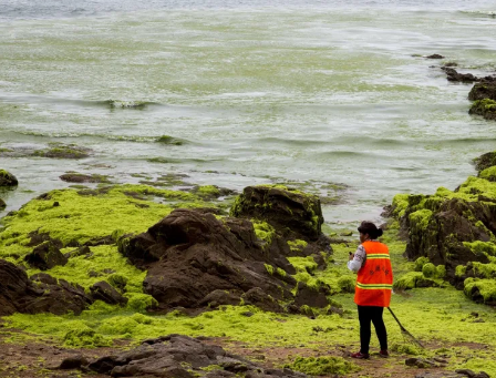 海洋生态灾害，“黄海浒苔绿潮”为什么首当其冲？