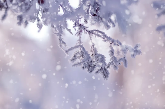 大雪丨万里覆寒云，千地飞素雪