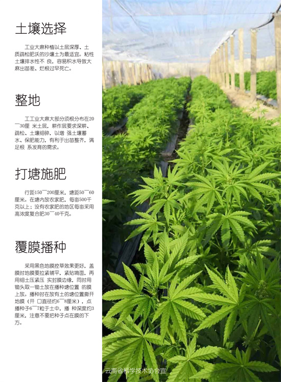 汉麻栽培技术