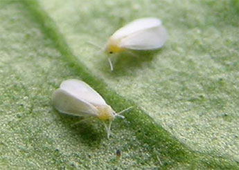 从植物到昆虫的一次基因转移，让超级害虫危害人间