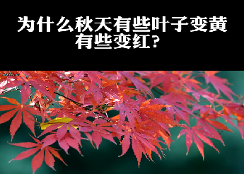 又是一年赏叶季，为什么秋天有些叶子变黄，有些变红？