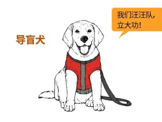 导盲犬咬人？你知道它有多努力吗？