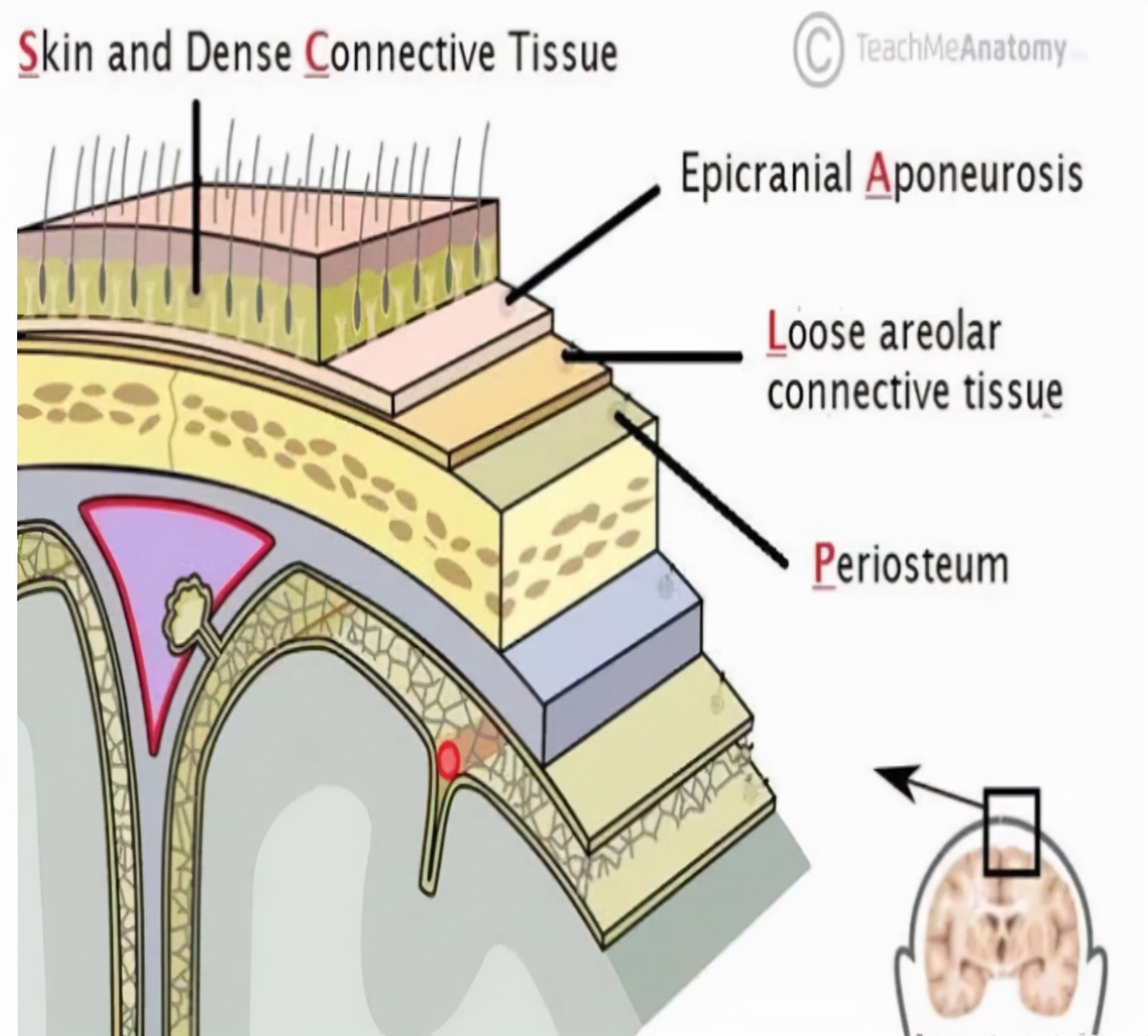 正常的头皮细胞分为不同的细胞层次结构,从表面的角质层到内部的表皮