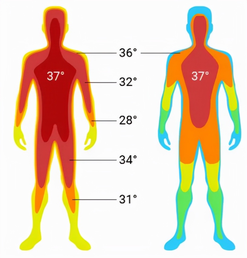 人体各部位体温分布图图片