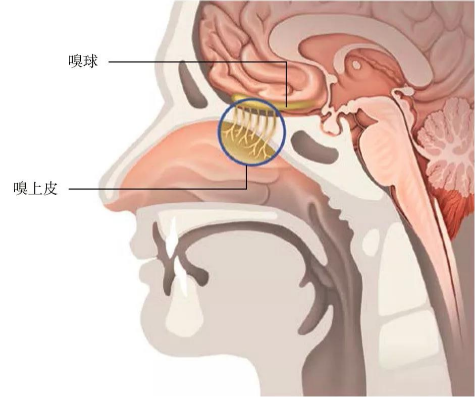 在人类鼻腔后方的嗅上皮上,分布着用来感知气味的"嗅球.