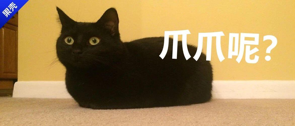 猫猫为啥总爱揣手手？