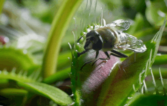 植物的战斗：从一个细胞到实现全球霸权