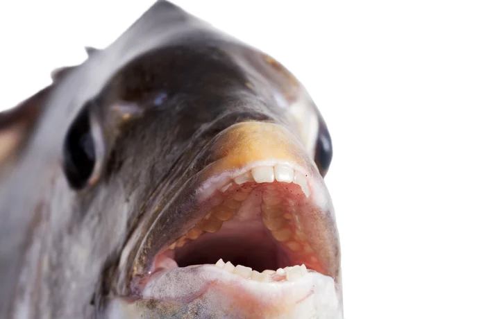 自然科普：这类鱼是把爷爷的假牙偷了吗？